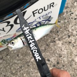 帰宅前アジング