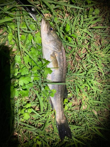 夜のルアーゲーム