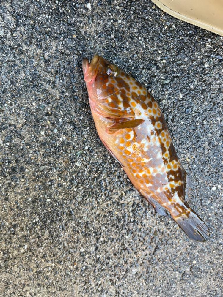 アコウ、ガシラ