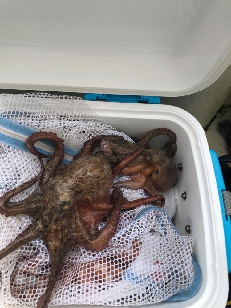 舟タコもうストック切れ⁈