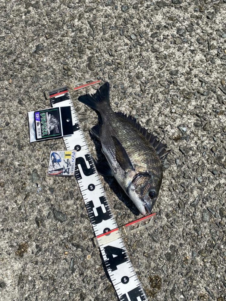 今回はこの配合 フカセ釣り