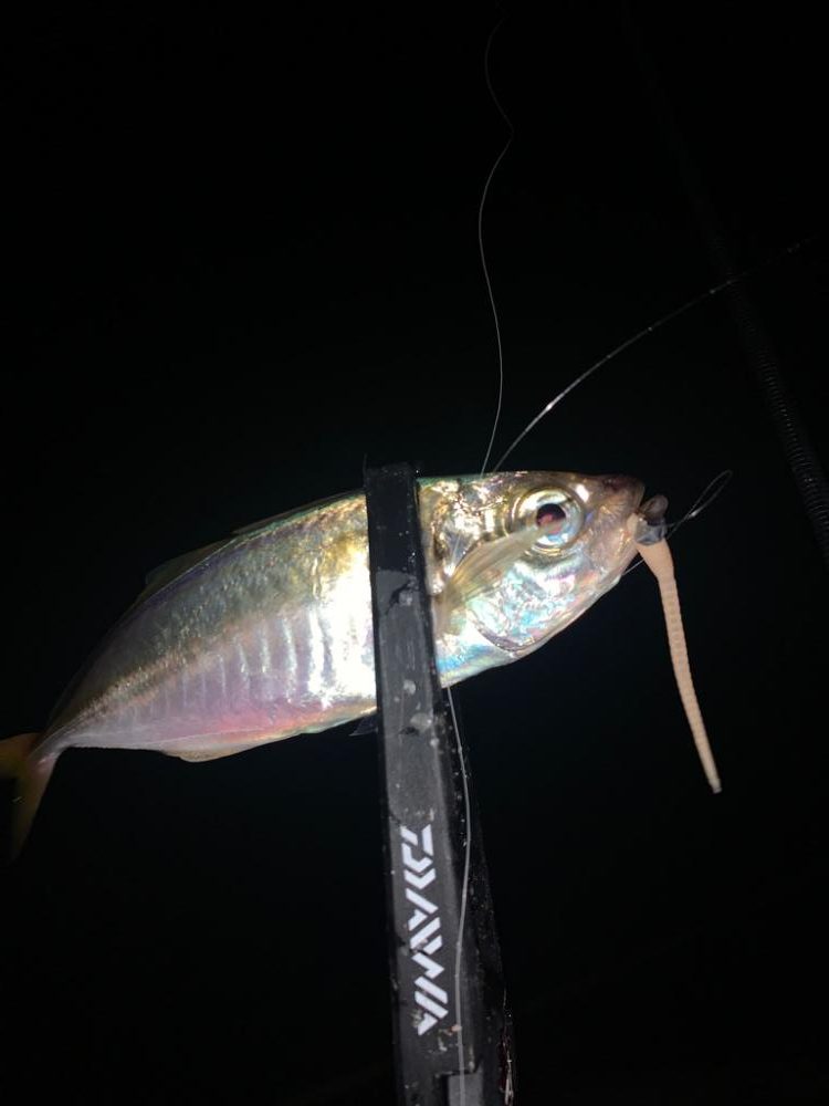 アジング!小悪魔ジグヘッドにて