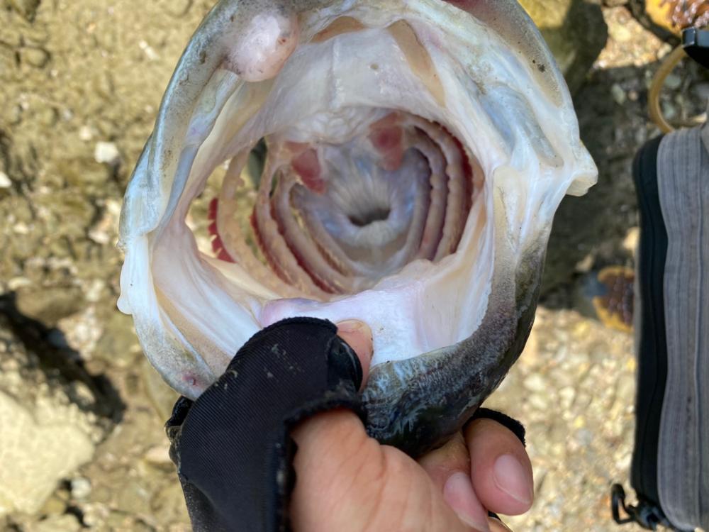 淀川でロクマル釣れたー