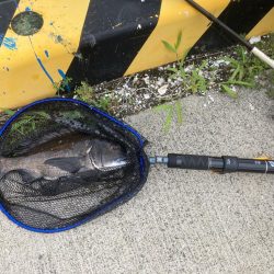 穴釣り/チヌヘチ釣り