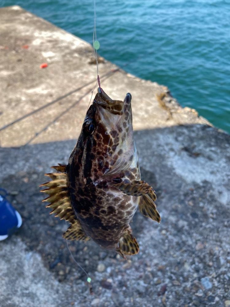 明石ちょい投げキス狙い