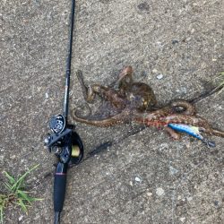 ⭐︎導き出した答え