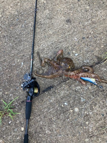 ⭐︎導き出した答え