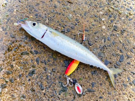 無限サバゲー開幕にゃ！