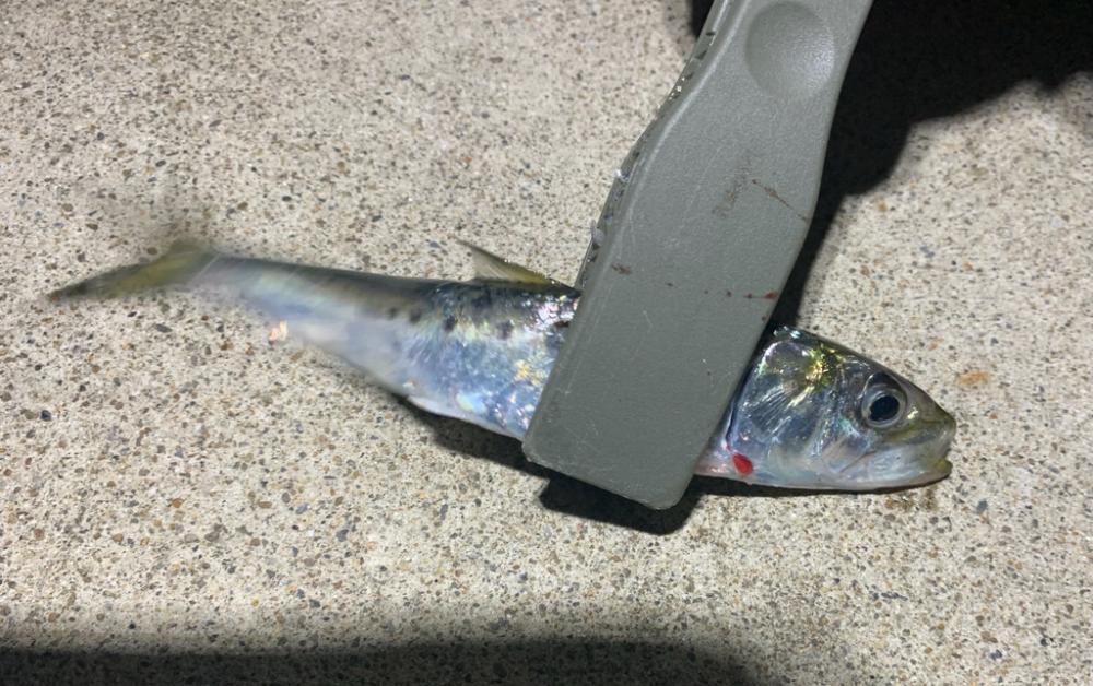 アジングスタート!