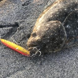 久しぶりのサーフでヒラメ