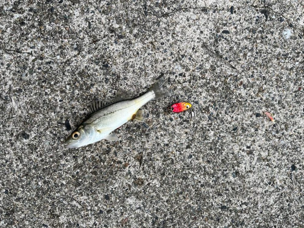 タケノコメバル、チーバス、アジ