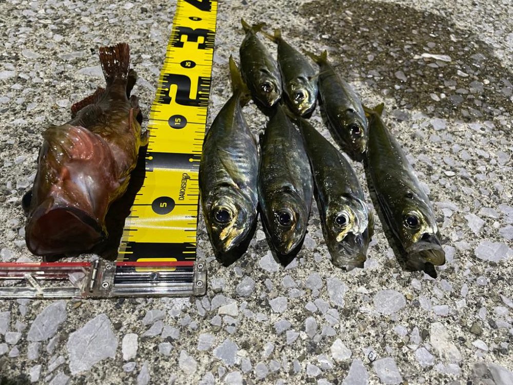 流れ込みがある地磯でアジング