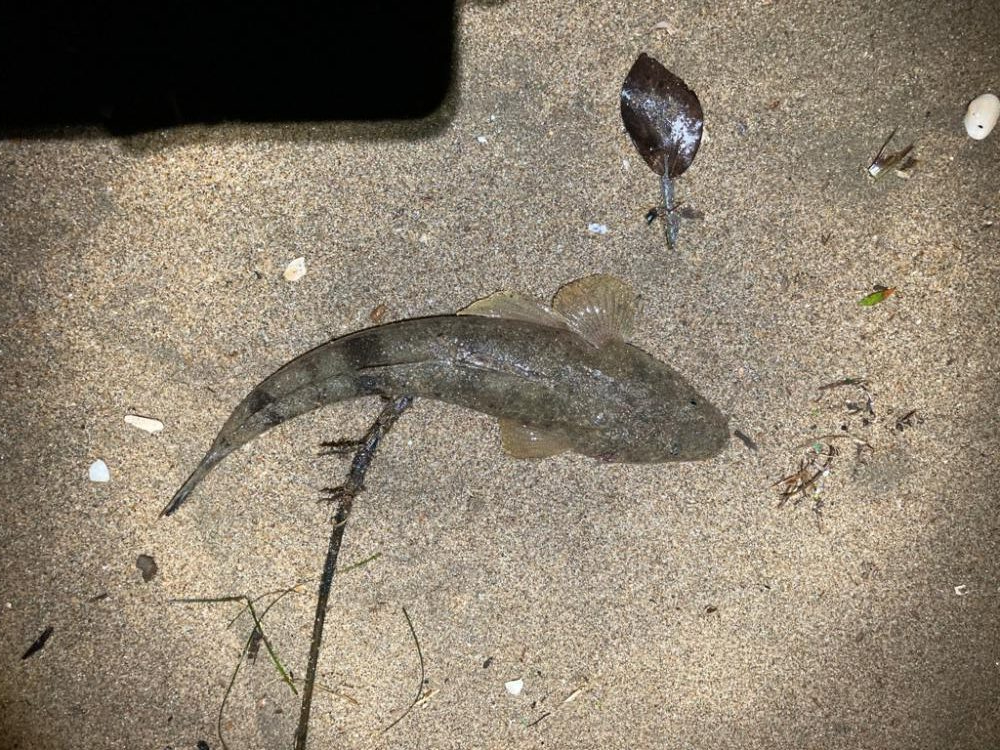 ナイトマゴチ？？