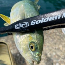 アジングだったけど、、