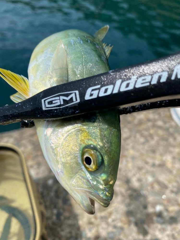 アジングだったけど、、