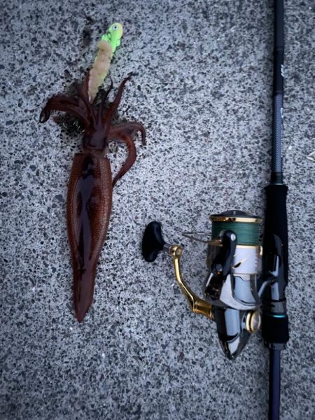 ライトロック、イカ釣り