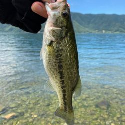 おかっぱりでも2桁釣果