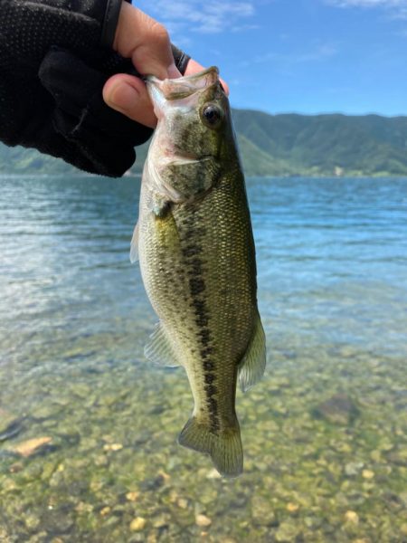おかっぱりでも2桁釣果