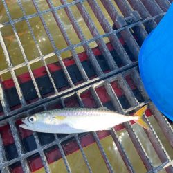 尼崎魚釣り公園