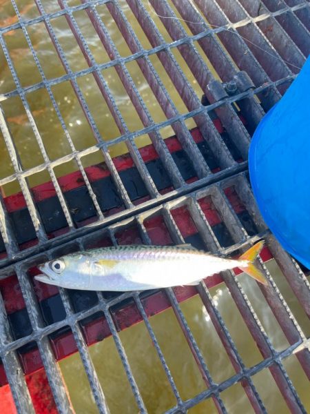 尼崎魚釣り公園