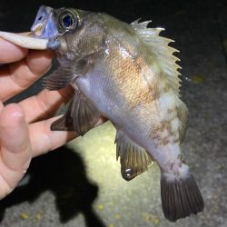 真夏のメバリング