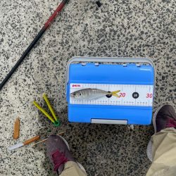 島根県　初、遠投サビキ。