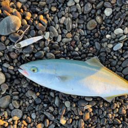 ツバスも忘れちゃいけない♪