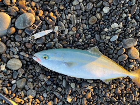 ツバスも忘れちゃいけない♪