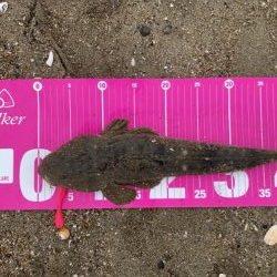 マゴチ釣れた！