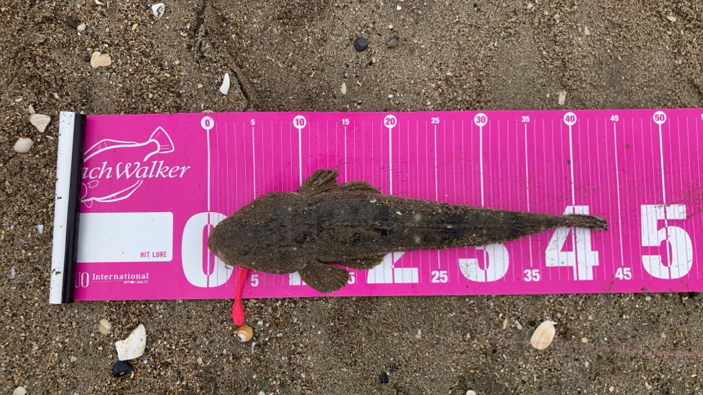 マゴチ釣れた！