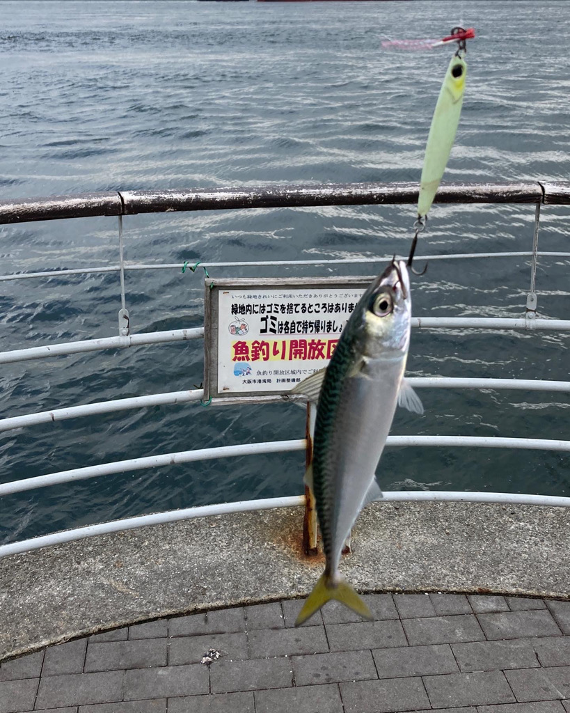 雨上がり大阪湾奥。中鯖1匹。小鯖∞