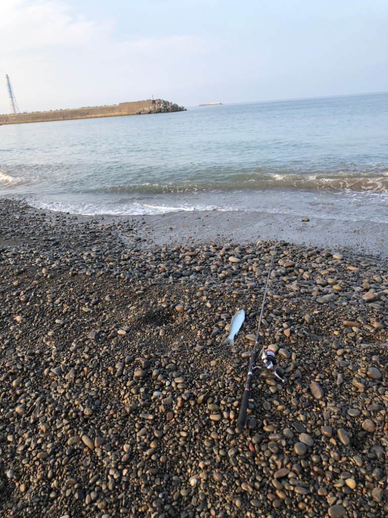 浜でシオ。ボイル多数