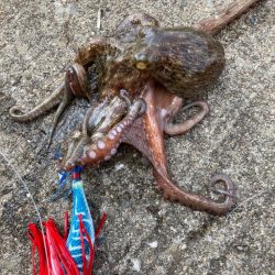 ⭐︎鬼門の大潮