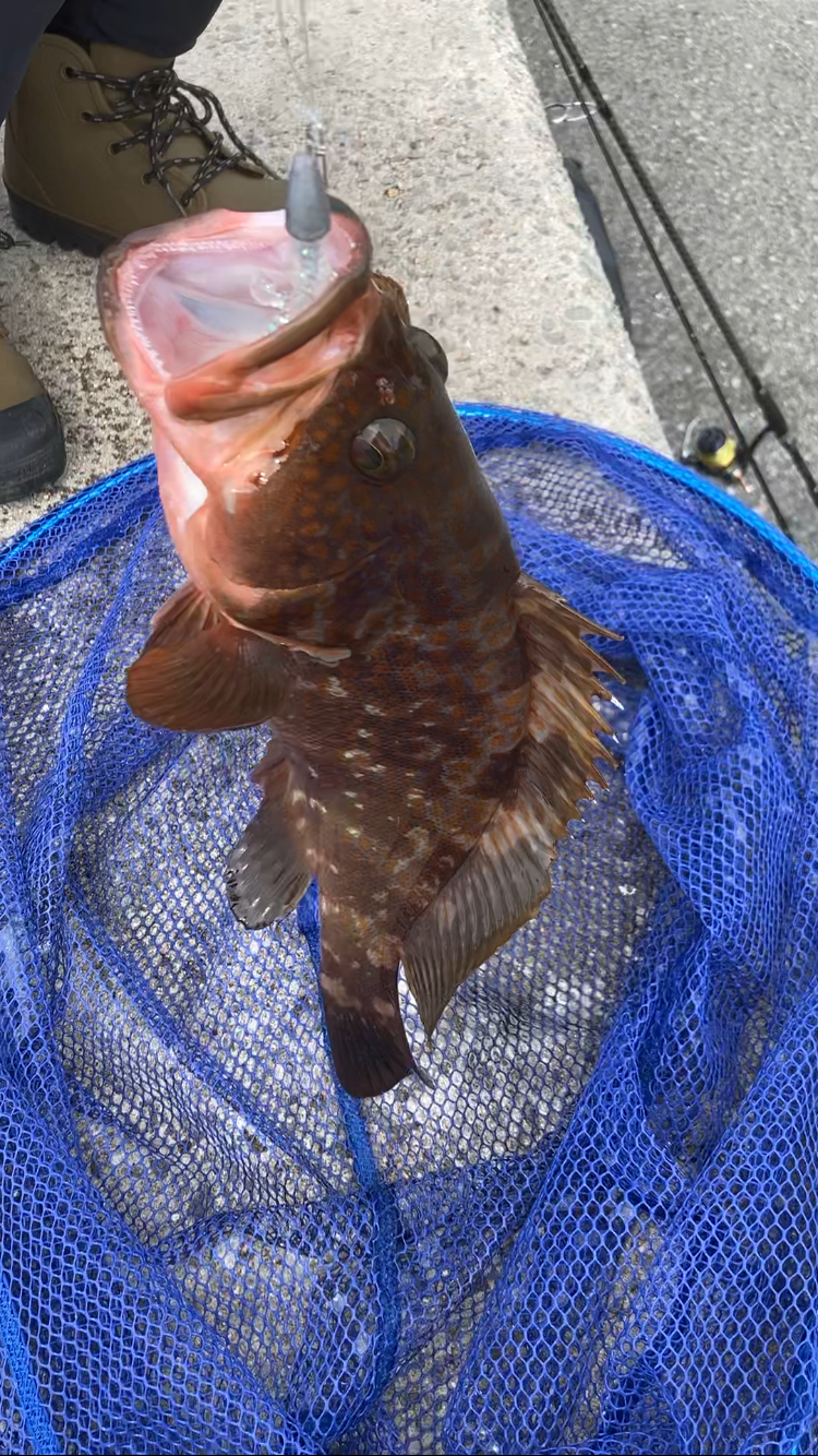 初夢みなと公園でデカキジハタ!