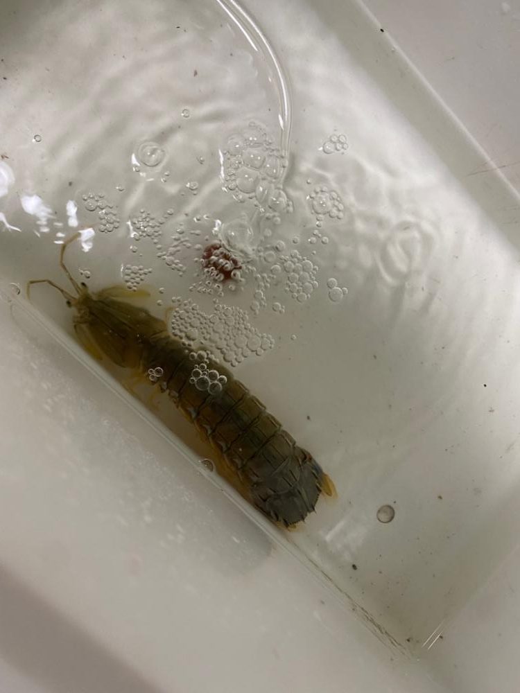 予想外のシャコ！