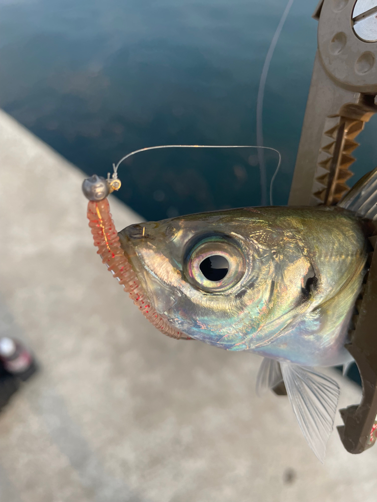 リハビリアジング