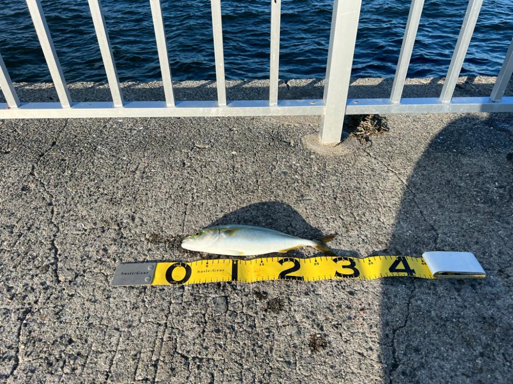 やっとメジロ出た。