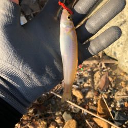 ちょい投げでフグ皆無で安心