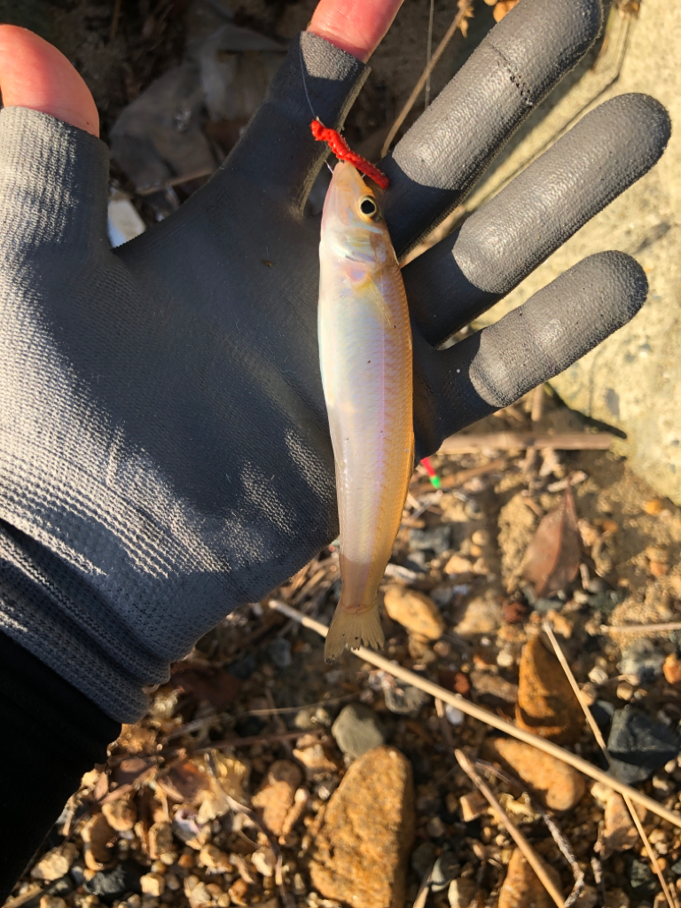 ちょい投げでフグ皆無で安心