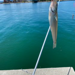梅雨明け後のキス釣り