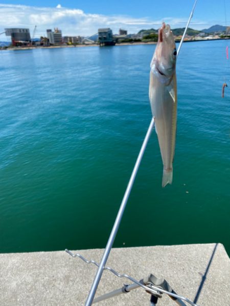 梅雨明け後のキス釣り