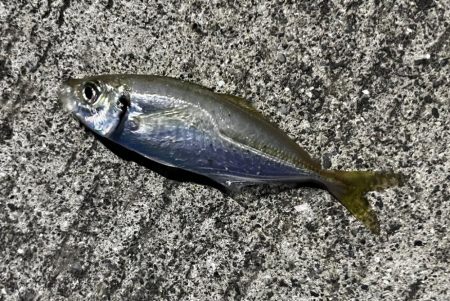 クロホシフエダイ