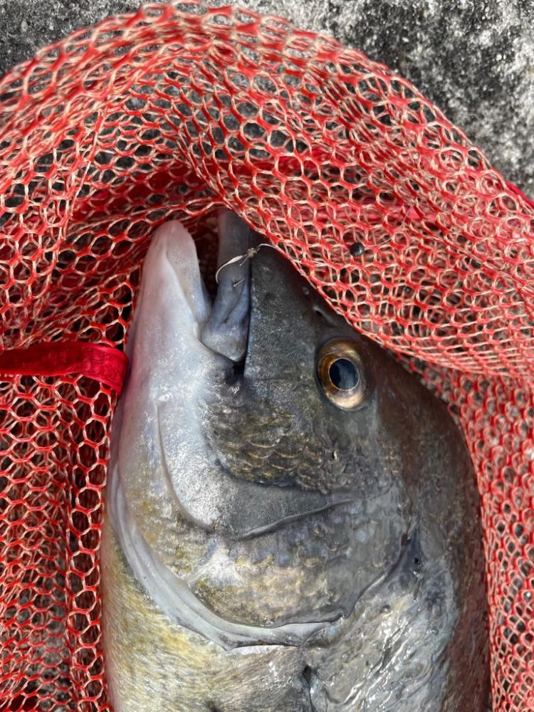 自己更新届かず…