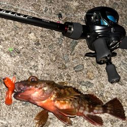 アコウ40up釣りたい