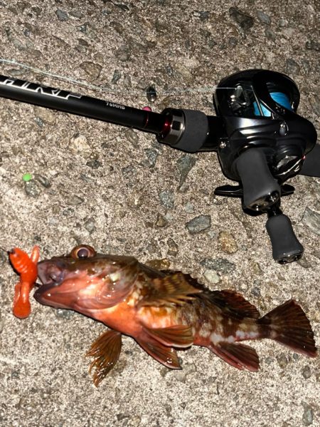 アコウ40up釣りたい