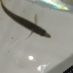 豆アジング初成功！