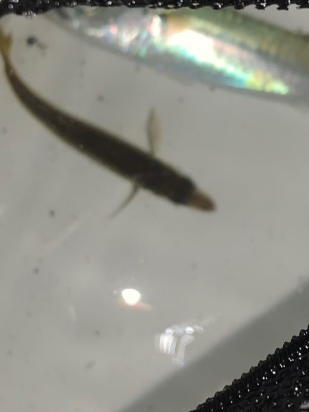 豆アジング初成功！