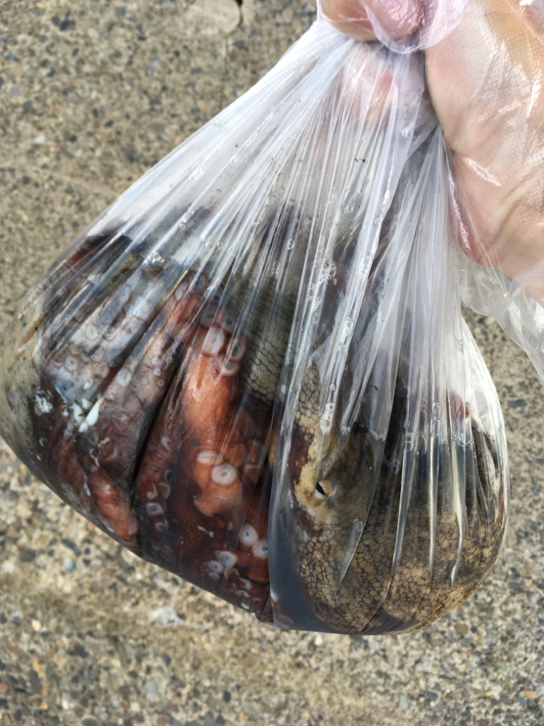 【タコフィネス】キロアップ2杯