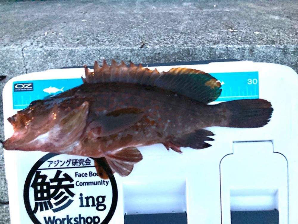 ニガ潮が残ってる感じでした