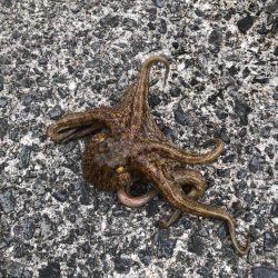 タコ釣り